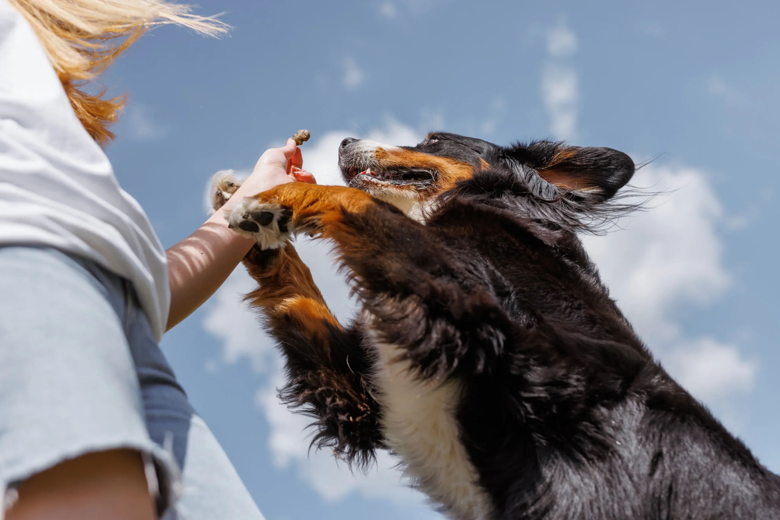 Strict Liability vs. Negligence in Florida Dog bite cases